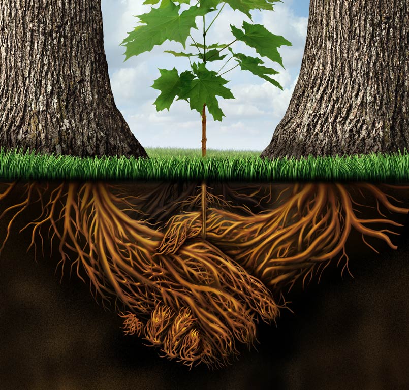 Graphic with 2 trees and roots underground shaped like they are holding hands. Meant to signify Customer-focused Solutions Drive Innovation in Equipment Finance.
